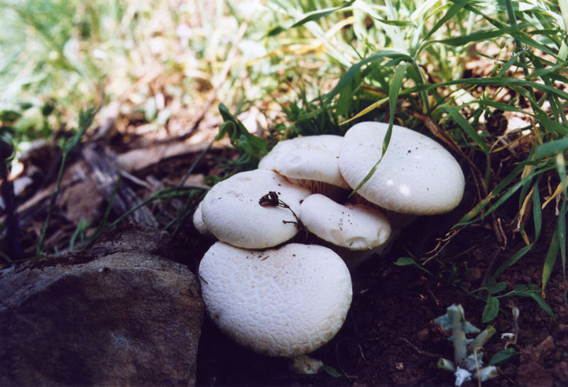 l''oro delle Madonie: P. nebrodensis (u funciu ri basiliscu)